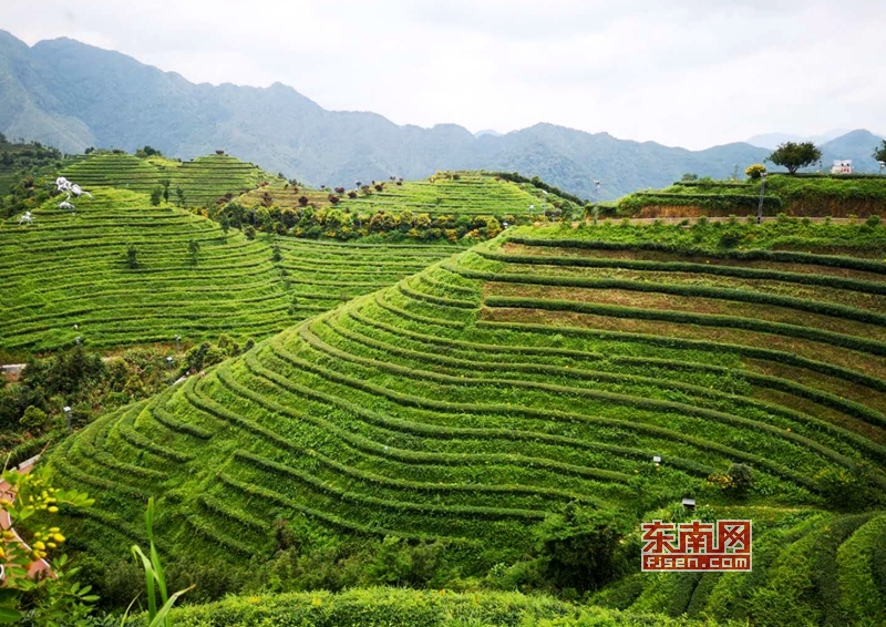 泡好漳州茶 漳州加快茶产业转型升级