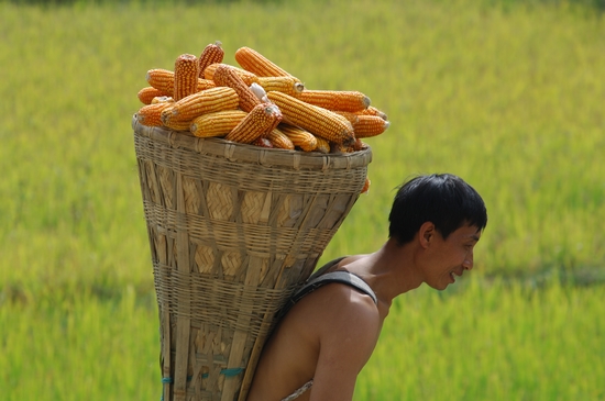 让粮食颗粒归仓